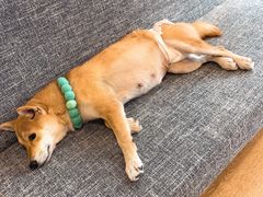 -南京Hallo宠物乐园·哈罗犬舍·柴犬繁育基地