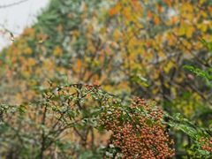 -参差咖啡(水果湖公园店)