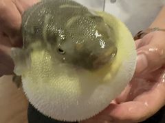 -肆月河豚·新淮扬(金融街店)