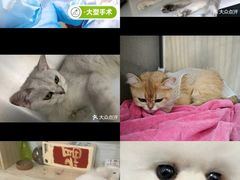 -宠颐生宠物医院·骨外科·犬猫全科诊疗中心(池州店)