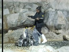 -新加坡飞禽公园