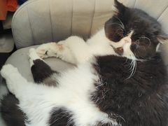 -平行世界·猫咖(首经贸店)