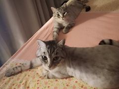 -美联众合动物医院·24h京西诊疗中心