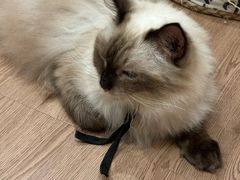 -楼上猫咖(罗湖店)