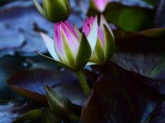 -云溪植物园