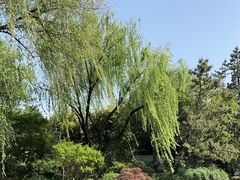 -秋霞圃
