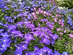 -三圣花乡旅游区