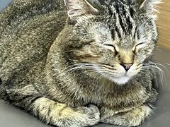 -喵园·猫主题咖啡厅·撸猫·猫咖(国贸店)