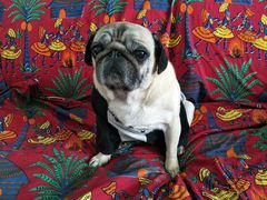 -全心全意连锁动物医院·特色中医诊疗(会城门分院)