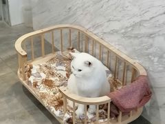 -楼上猫咖(罗湖店)