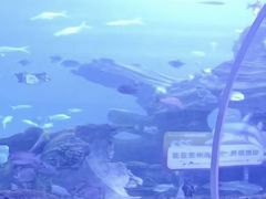 -多彩贵州城极地海洋世界