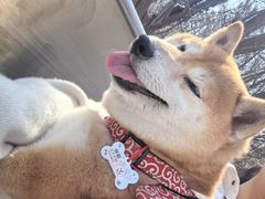 -富斯特索道