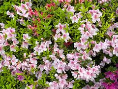 -铁山坪森林公园