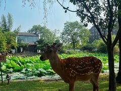 -观唐（国际）度假村温泉