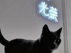 -70cat德文卷毛猫·缅因猫纯种猫舍