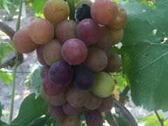 -马陆小张葡萄园农家乐