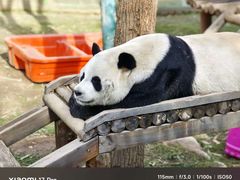 -栾川竹海野生动物园