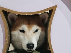 -柴务处·柴犬主题狗咖