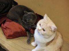 -猫猫幼稚园·撸猫·桌游·电玩