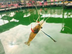 罗氏虾-小象钓虾·营地烧烤(洛溪店)