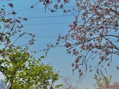 -广东花都湖国家湿地公园