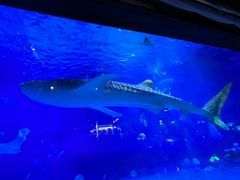 -烟台海昌鲸鲨海洋公园