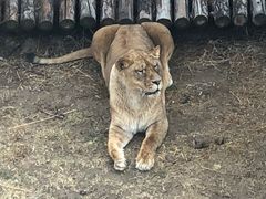 -青藏高原野生动物园