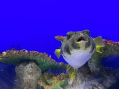 -江和美海洋公园