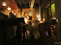 -咖法森林·咖啡  酒吧(天河店)