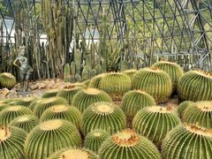 -深圳仙湖植物园