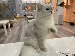 -BABIT巴比特宠物(MOMOPARK店)