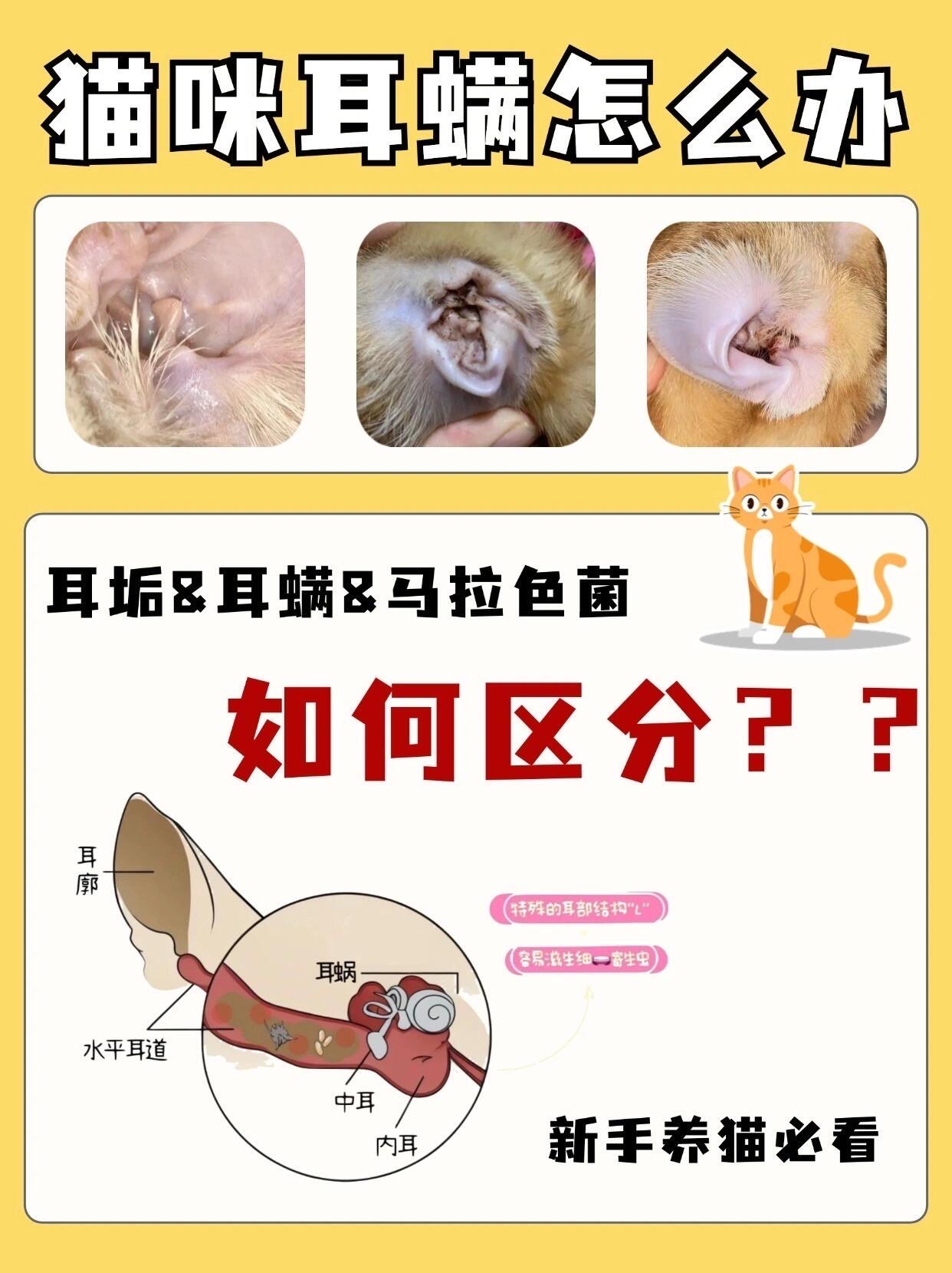 博美耳螨症状图图片