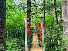 -五营红松林海景区