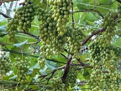 -醉二娘正宗西昌火盆烧烤(大丰店)