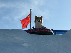 -宠乐会宠物乐园