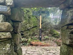 -天目山大树王景区