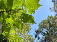 -敬亭山风景名胜区