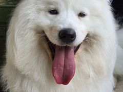 -翊宠yipet猫狗购宠庄园犬舍•猫舍