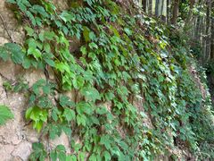 -冶父山国家森林公园