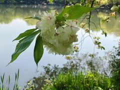 -西湖外事游船(花港观鱼码头)