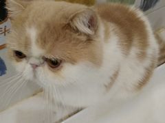 -滚猫咖啡·猫咖·猫友好撸猫(未来城店)