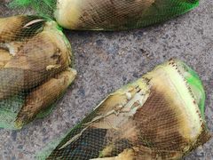 -大塘金香草谷