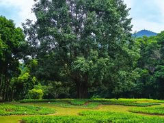-深圳仙湖植物园-停车场