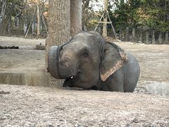 -清迈夜间动物园