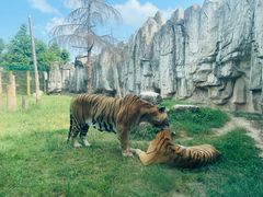 -上海野生动物园