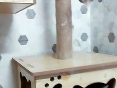 -宠爱国际动物医院·疑难骨科·心肾内科·皮肤科(太阳宫店)