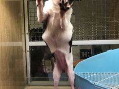 -藦茜花园宠物主题亲子互动体验馆(国顺东路店)