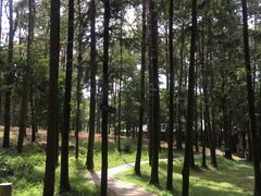 -象山森林公园