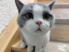 -猫在这儿猫咪咖啡馆·撸猫馆