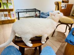 -有猫主题·治愈系猫咖(曾厝垵店)